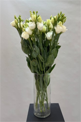 эустома бел